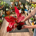 A person holds a Chinese evergreen plant with vibrant red and green variegated leaves in a plant shop setting.