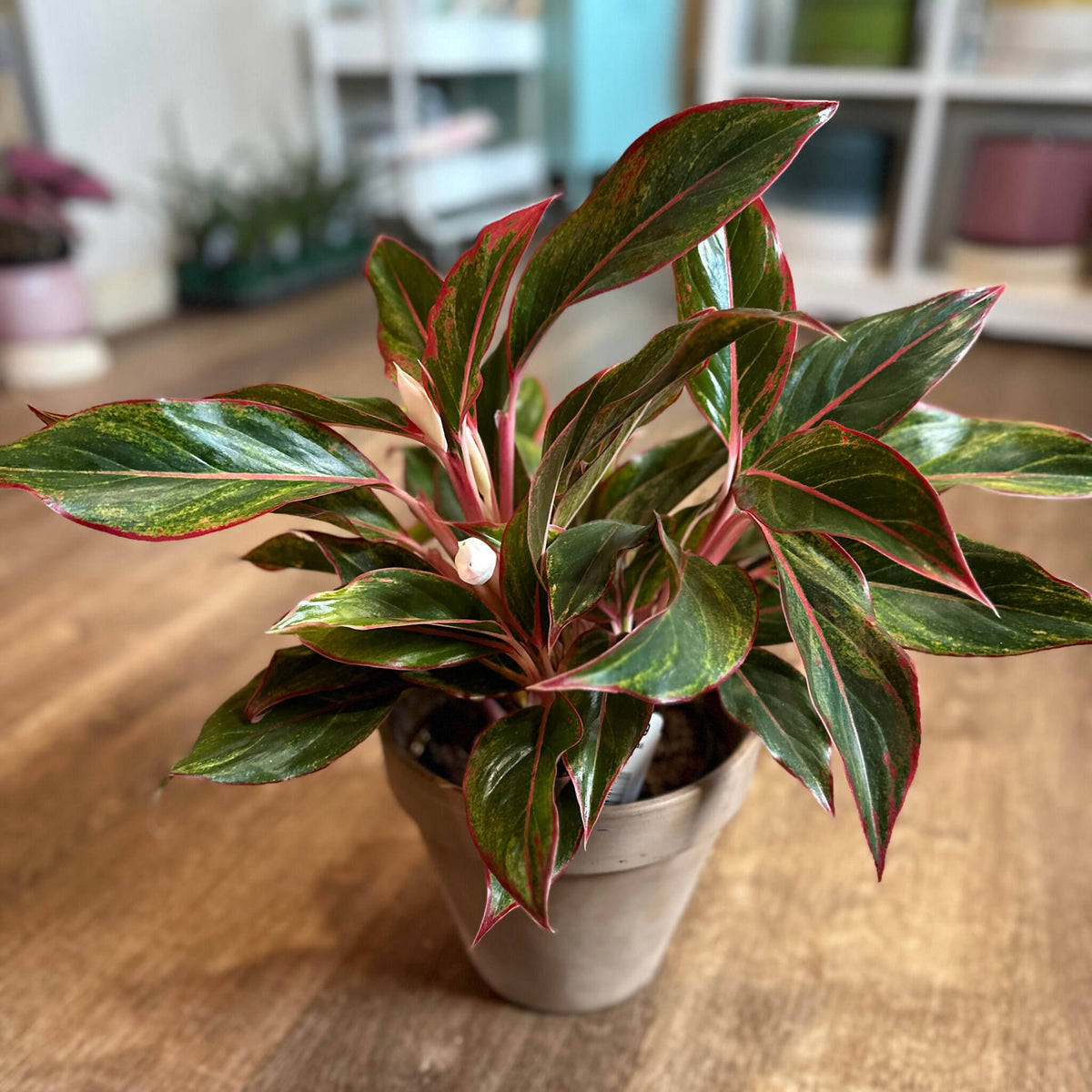 Potted plant with red and green leaves on a wooden floor at Paisley Gardens in Northfield, MN.