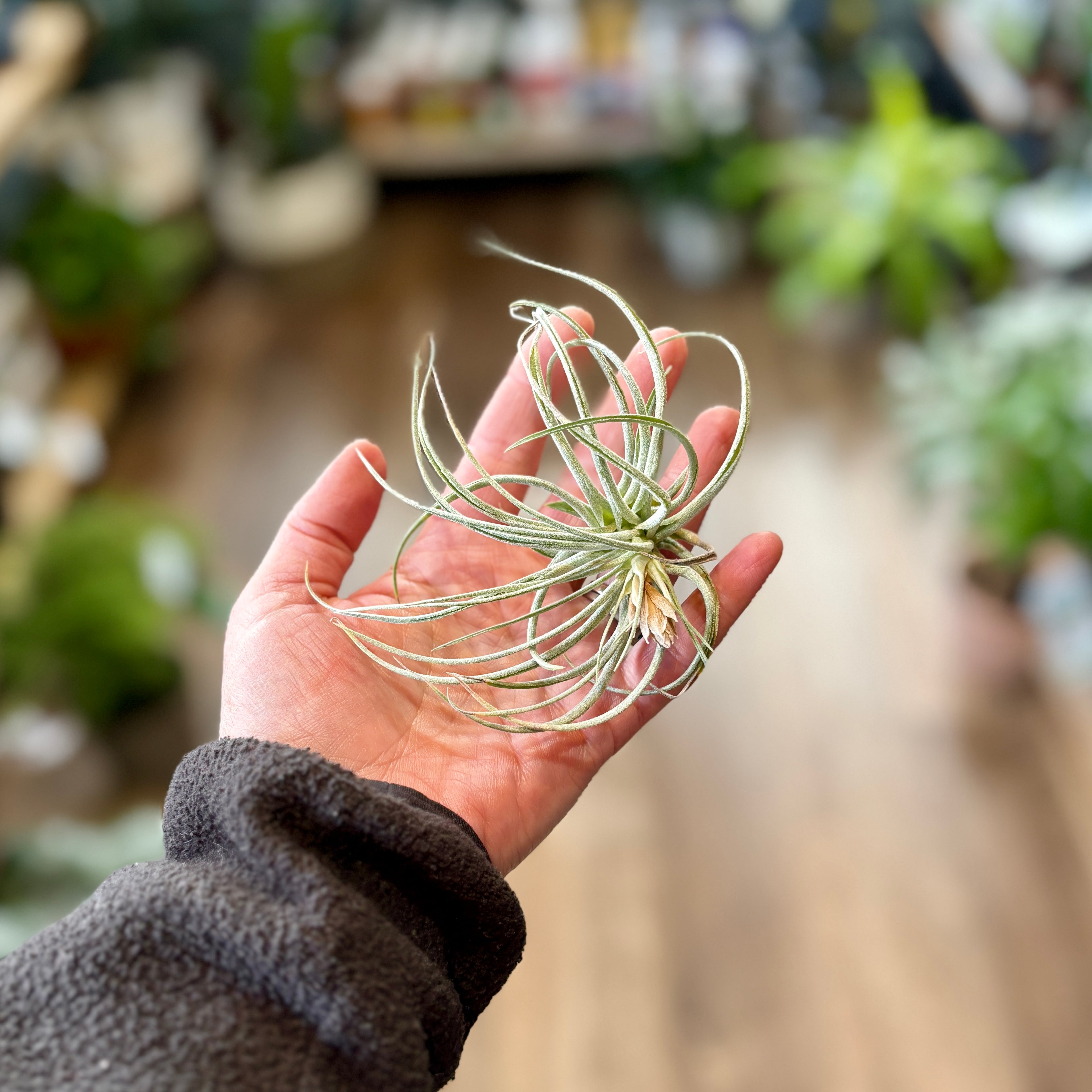 A hand holding an air plant with no pot or soil in front of a blurred background at a plant shop