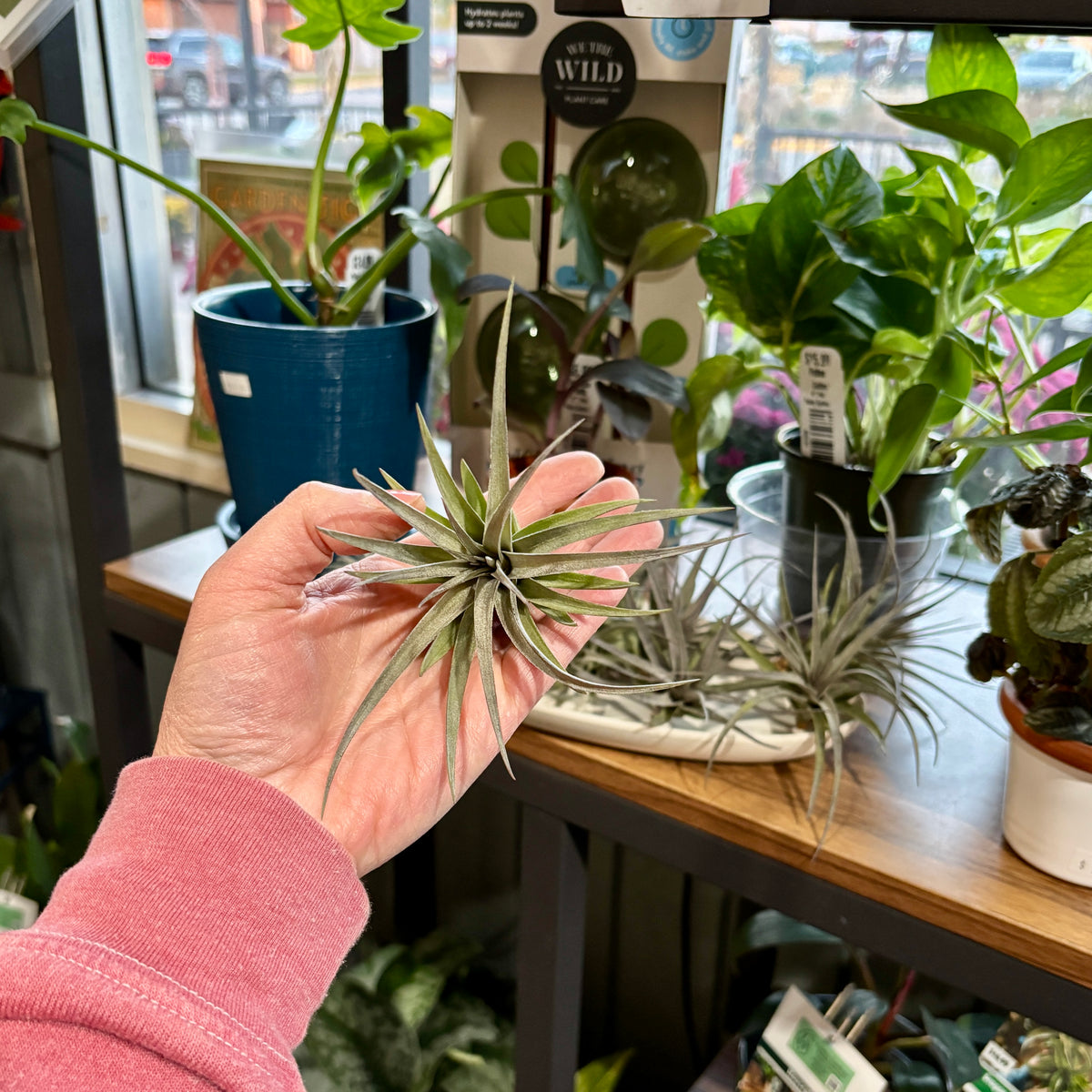 A hand holds a small air plant (Tillandsia) in a shop setting with other potted plants and a display tray in the background at Paisley Gardens in Northfield, MN.