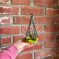 A hand holding a black metal hanging pendant with an air plant and bright green moss in front of a brick wall at Paisley Gardens in Northfield, MN.