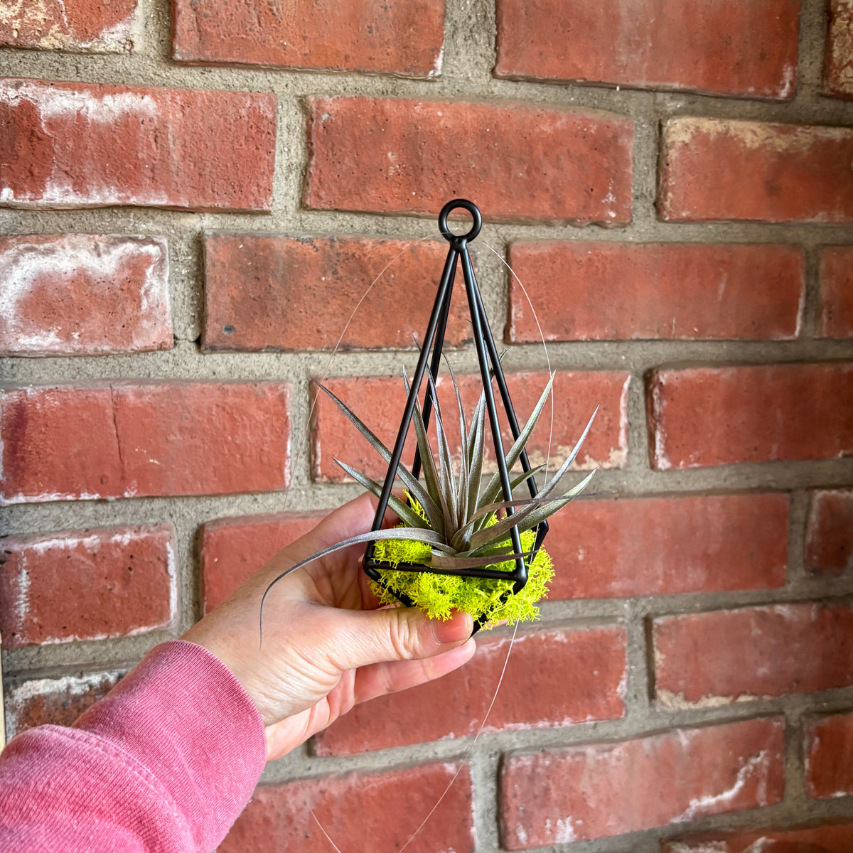 A hand holding a black metal hanging pendant with an air plant and bright green moss in front of a brick wall at Paisley Gardens in Northfield, MN.