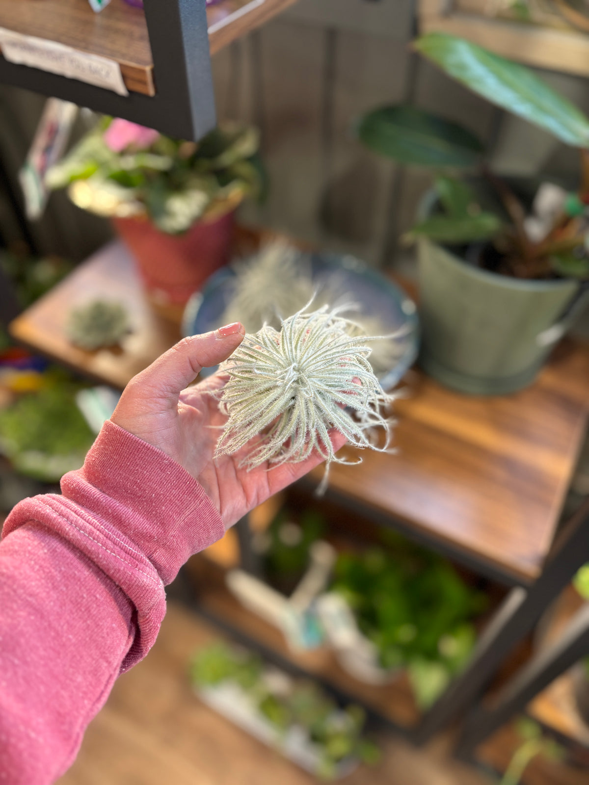 A hand wearing a pink long-sleeve shirt holds a small, round, fuzzy white air plant  indoors with wooden shelves and potted plants in the background at Paisley Gardens in Northfield, MN.