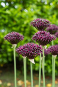 Deep purple Allium flowers held on top of straight green stems with a green leafy background at Paisley Gardens in Northfield, MN.