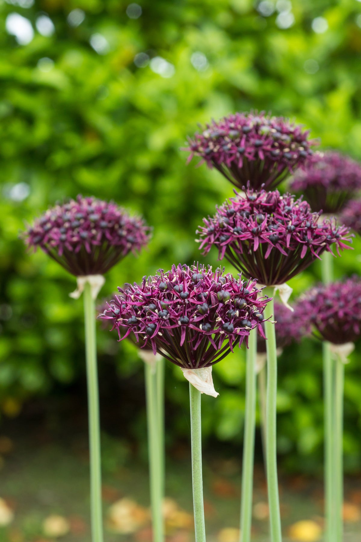 Deep purple Allium flowers held on top of straight green stems with a green leafy background at Paisley Gardens in Northfield, MN.