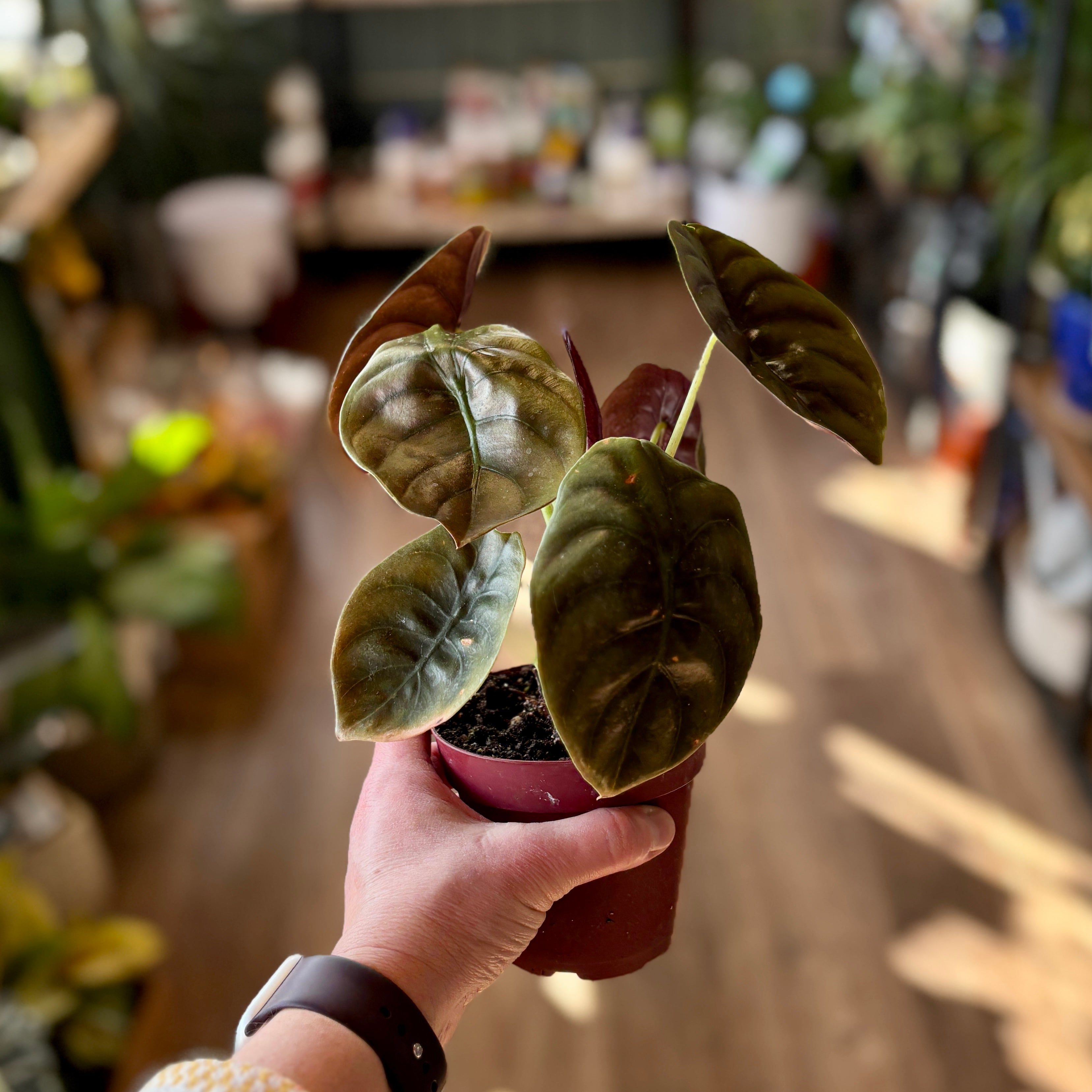 A person's hand holding a small potted houseplant with textured olive-green and brown leaves in a dark red plastic pot, set against a warm, softly blurred indoor background of a plant shop.