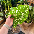 A hand holding the green leaf of an Alocasia 'Hilo Beauty' plant featuring creamy white splotches in front of a collection of potted plants at Paisley Gardens in Northfield, MN.