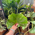 A person's hand holding a large green tropical plant leaf of Alocasia Stingray, in a lush indoor garden setting with other potted plants at Paisley Gardens in Northfield, MN.