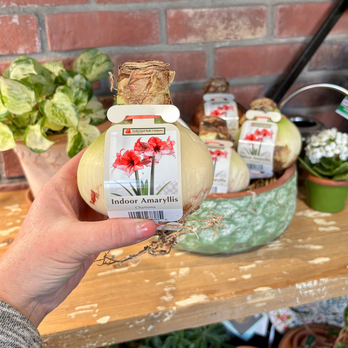 A hand holds an indoor amaryllis bulb in the foreground with a picture tag featuring white or rosy pink petals splashed with red. There are several similar bulbs and potted plants in a rustic garden center setting in the background at Paisley Gardens in Northfield, MN.