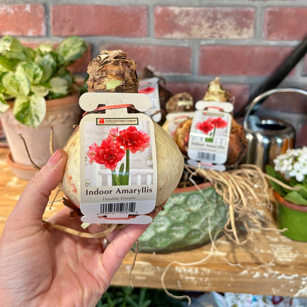 A hand holds an indoor amaryllis bulb with its retail tag featuring double deep rose-pink flowers set against a rustic garden table with potted plants and a brick wall background at Paisley Gardens in Northfield, MN.