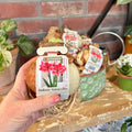 A hand holds an indoor amaryllis bulb with a label featuring dark pink flowers with other bulbs and potted plants in the background on a wooden shelf against a brick wall at Paisley Gardens in Northfield, MN.