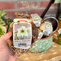 Amaryllis Magic Green | Indoor Flowering Bulb
