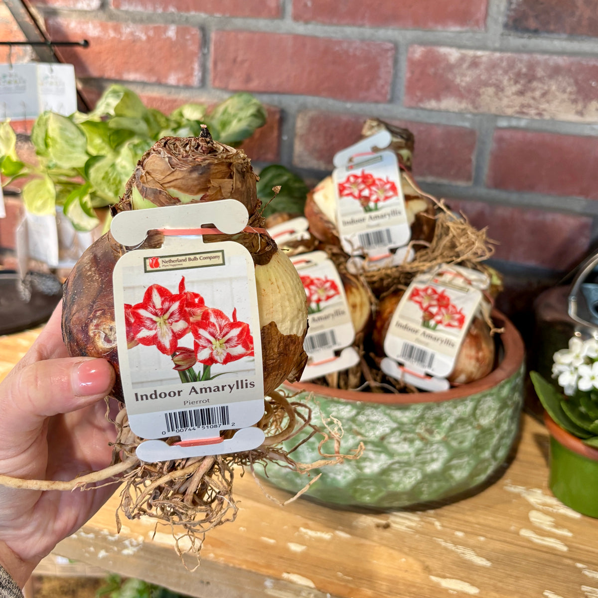 A hand holds an indoor Amaryllis bulb with several roots on the bottom and a product tag showing a picture of red petaled flowers with white stripes and a green throat.  Held in front of a green ceramic pot filled with similar bulbs and a brick wall in the background at Paisley Gardens in Northfield, MN.