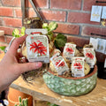A hand holds a packaged indoor amaryllis bulb featuring a red flower with visible roots in front of a brick wall and a bowl of more packaged amaryllis bulbs sitting on a shelf at Paisley Gardens in Northfield, MN.