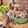 A hand is holding an amaryllis bulb with roots and a tag featuring pink flowers on the front.  There is a green bowl with more packaged amaryllis bulbs in the background sitting on a shelf at Paisley Gardens in Northfield, MN.