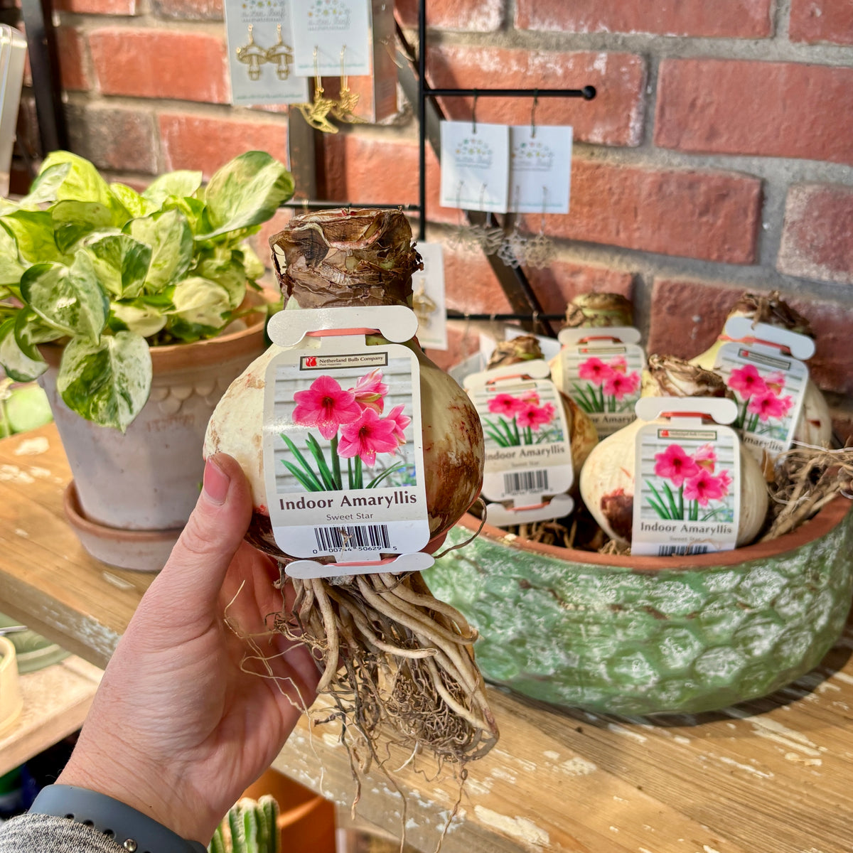A hand is holding an amaryllis bulb with roots and a tag featuring pink flowers on the front.  There is a green bowl with more packaged amaryllis bulbs in the background sitting on a shelf at Paisley Gardens in Northfield, MN.