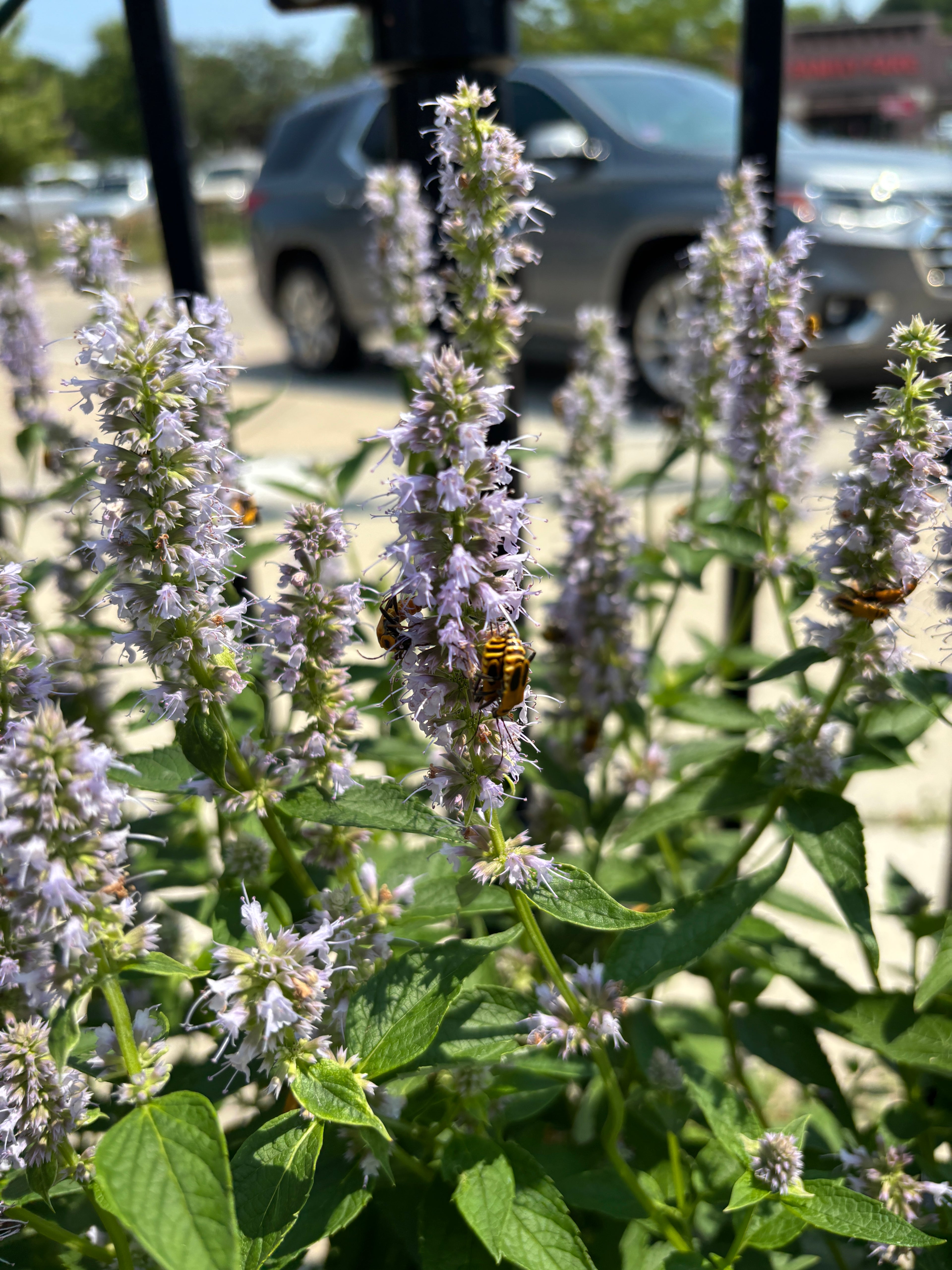 A perennial with green leaves and tiny pale purple flower clusters in spikes. Yellow and black striped beetles pollinating the flowers at a garden center with a car blurred in the background.