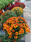 Blooming mums on a garden center bench with bronze-orange and red flowers at Paisley Gardens in Northfield, MN.