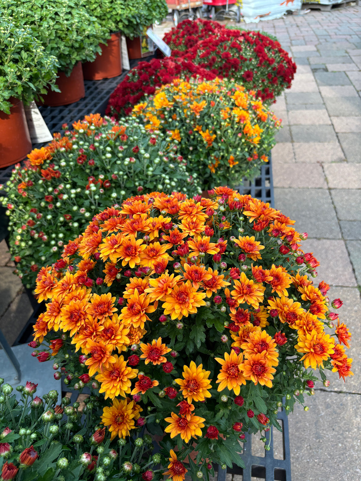 Blooming mums on a garden center bench with bronze-orange and red flowers at Paisley Gardens in Northfield, MN.
