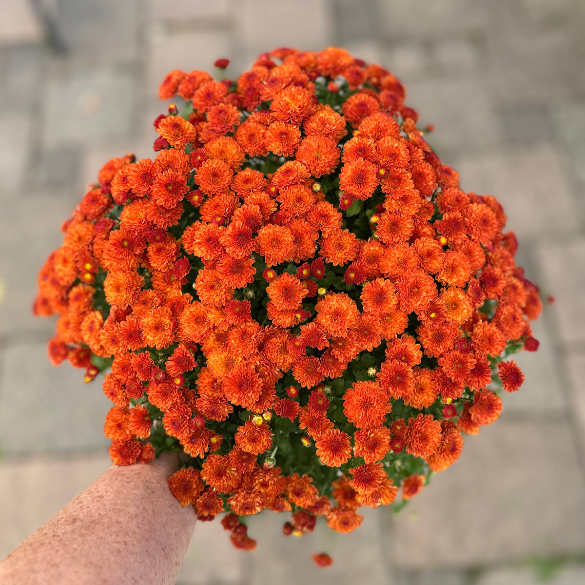A hand holding a dense cluster of bright orange annual mums flower with green foliage, photographed outdoors against a blurred gray paved background at Paisley Gardens in Northfield, MN