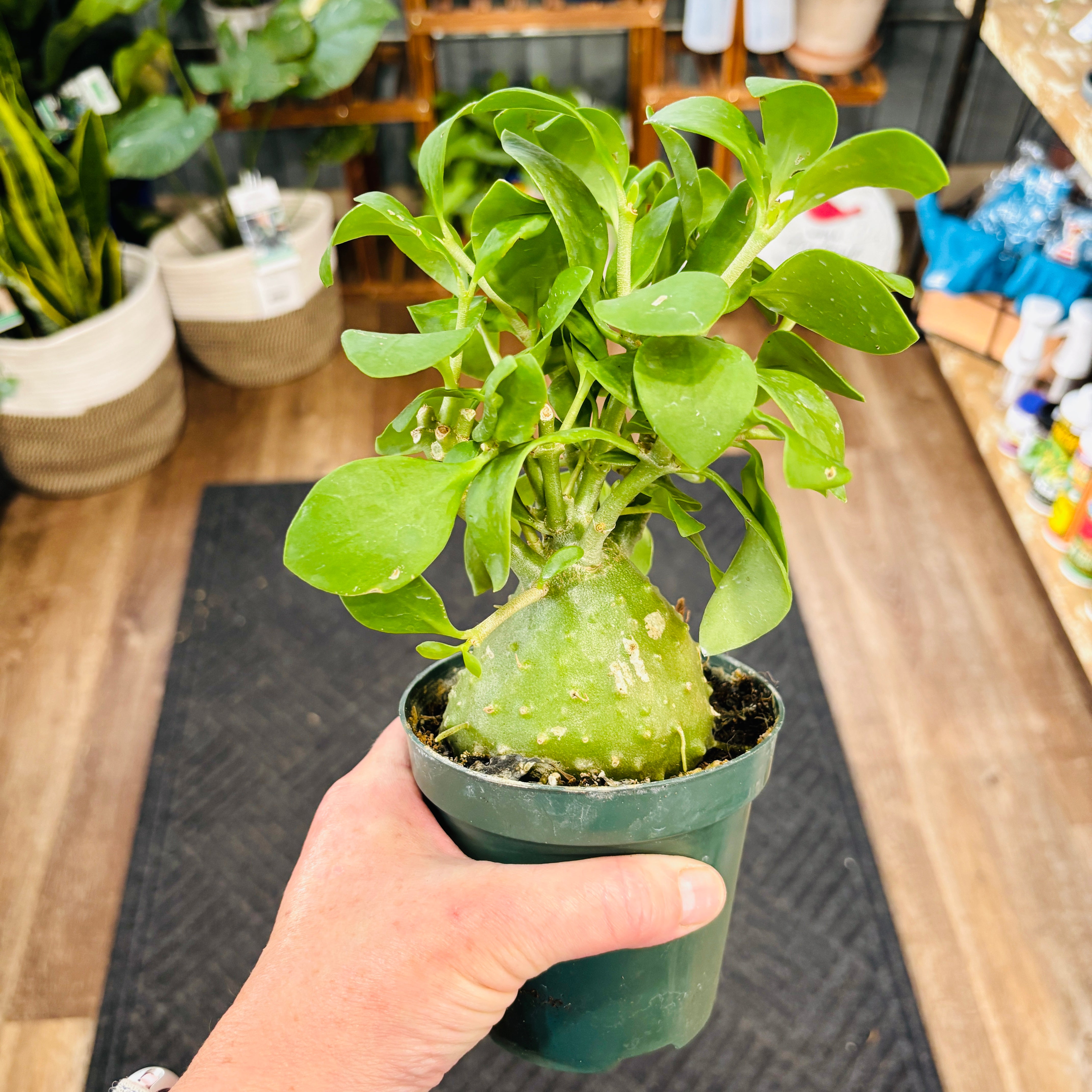 Alocasia 'Hilo Beauty' | 10 inch pot – Paisley Gardens