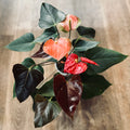 A potted Anthurium plant with glossy heart-shaped leaves in dark green & deep burgundy. Red-orange tropical flowers sit above the leaves. Photographed from above on a light wood surface at Paisley Gardens in Northfield, MN.