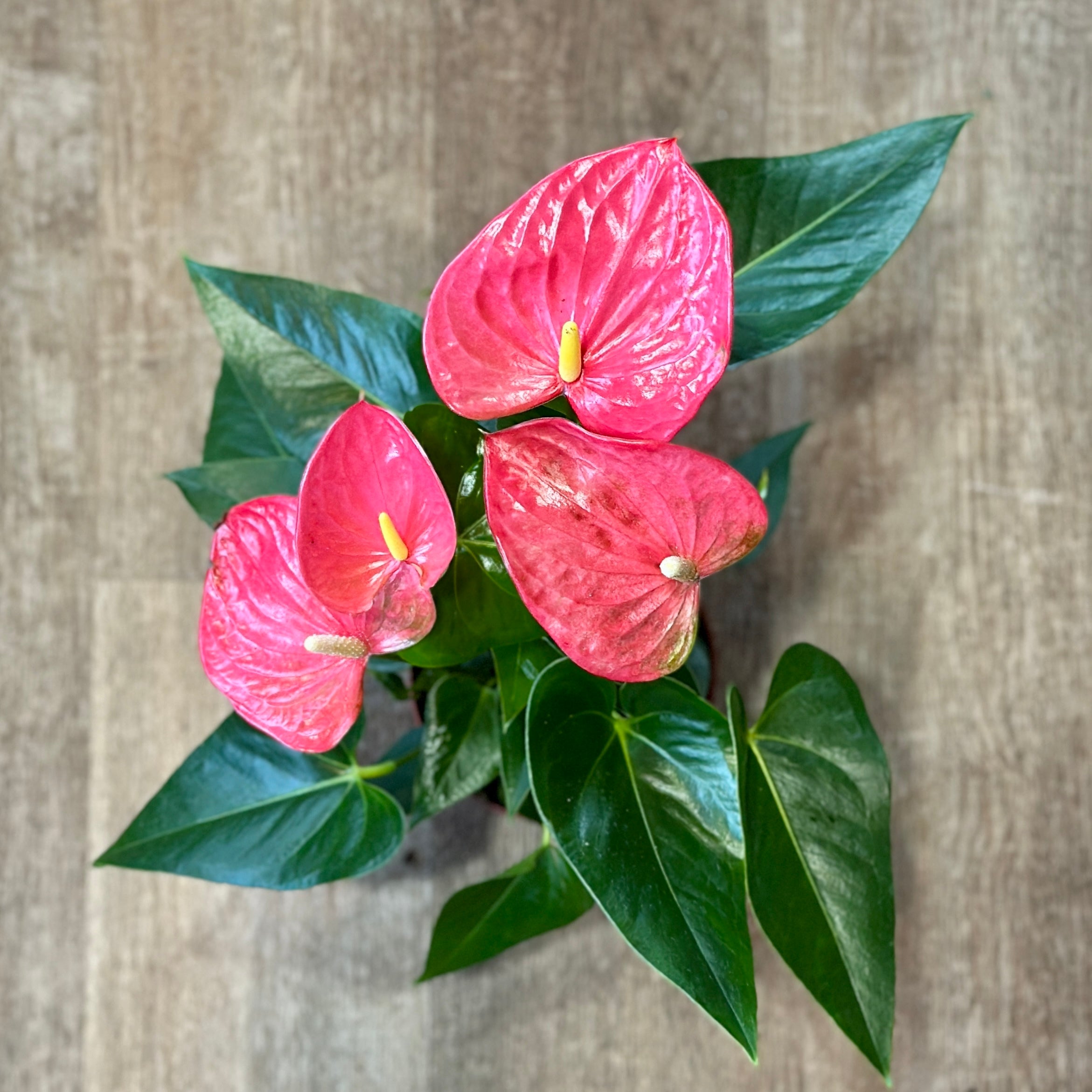 Pink Anthurium plant with green leaves on a textured beige background at Paisley Gardens in Northfield, MN.