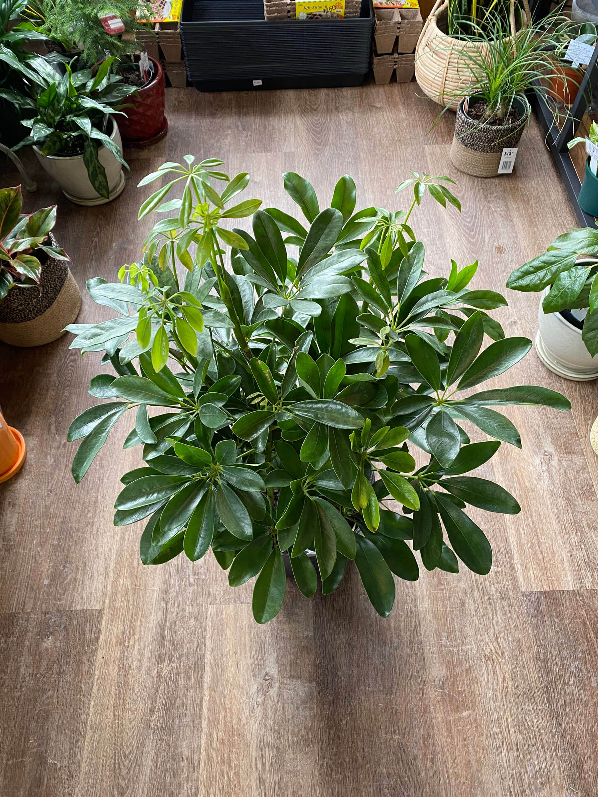 Potted plant with green umbrella like leaves on a wooden floor with other plants in the background at Paisley Gardens in Northfield, MN.