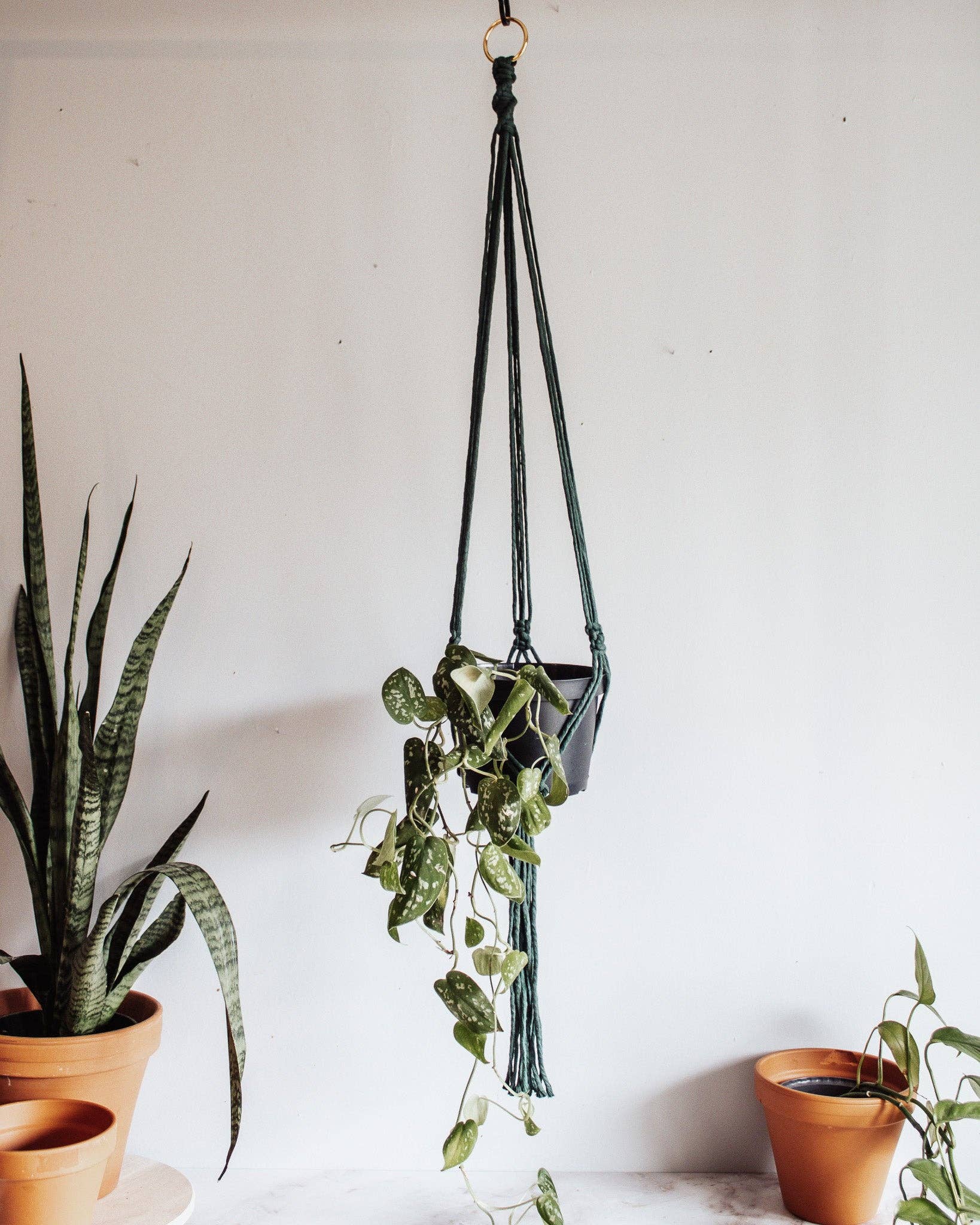 Hanging macrame plant holder with plants on a white wall at Paisley Gardens in Northfield, MN.