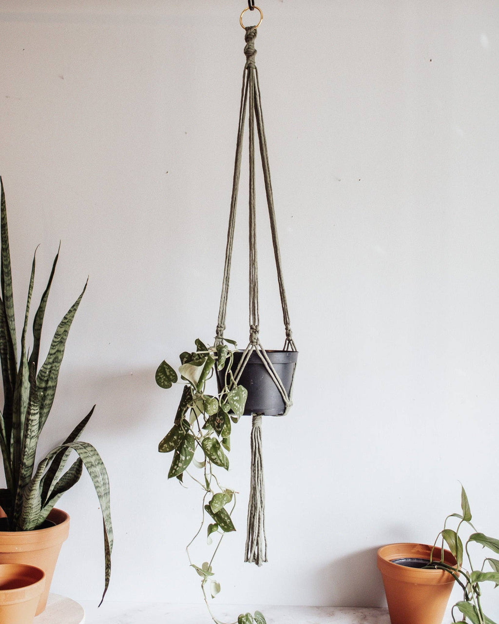 Hanging macrame plant holder with a plant against a white wall at Paisley Gardens in Northfield, MN.