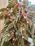 Green leafy begonia plant with pink flowers in a natural setting at Paisley Gardens in Northfield, MN.