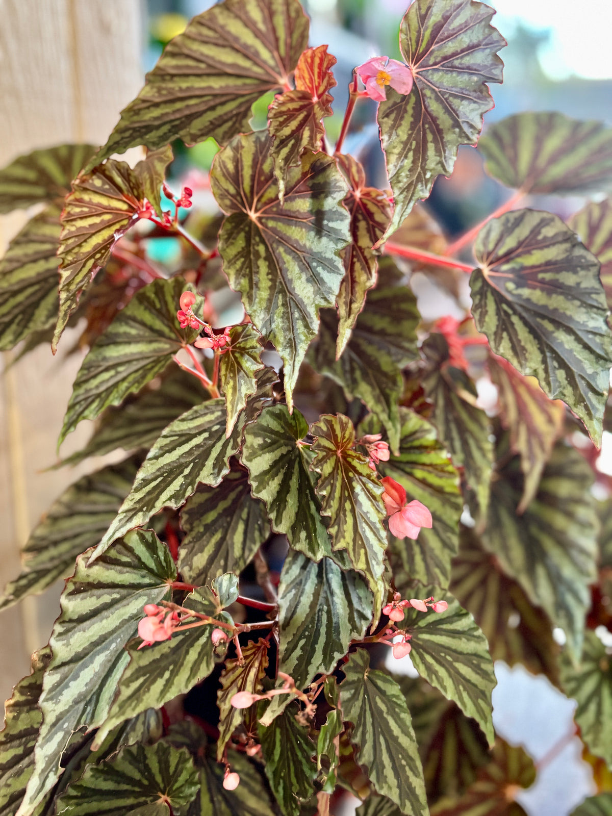 Green leafy begonia plant with pink flowers in a natural setting at Paisley Gardens in Northfield, MN.