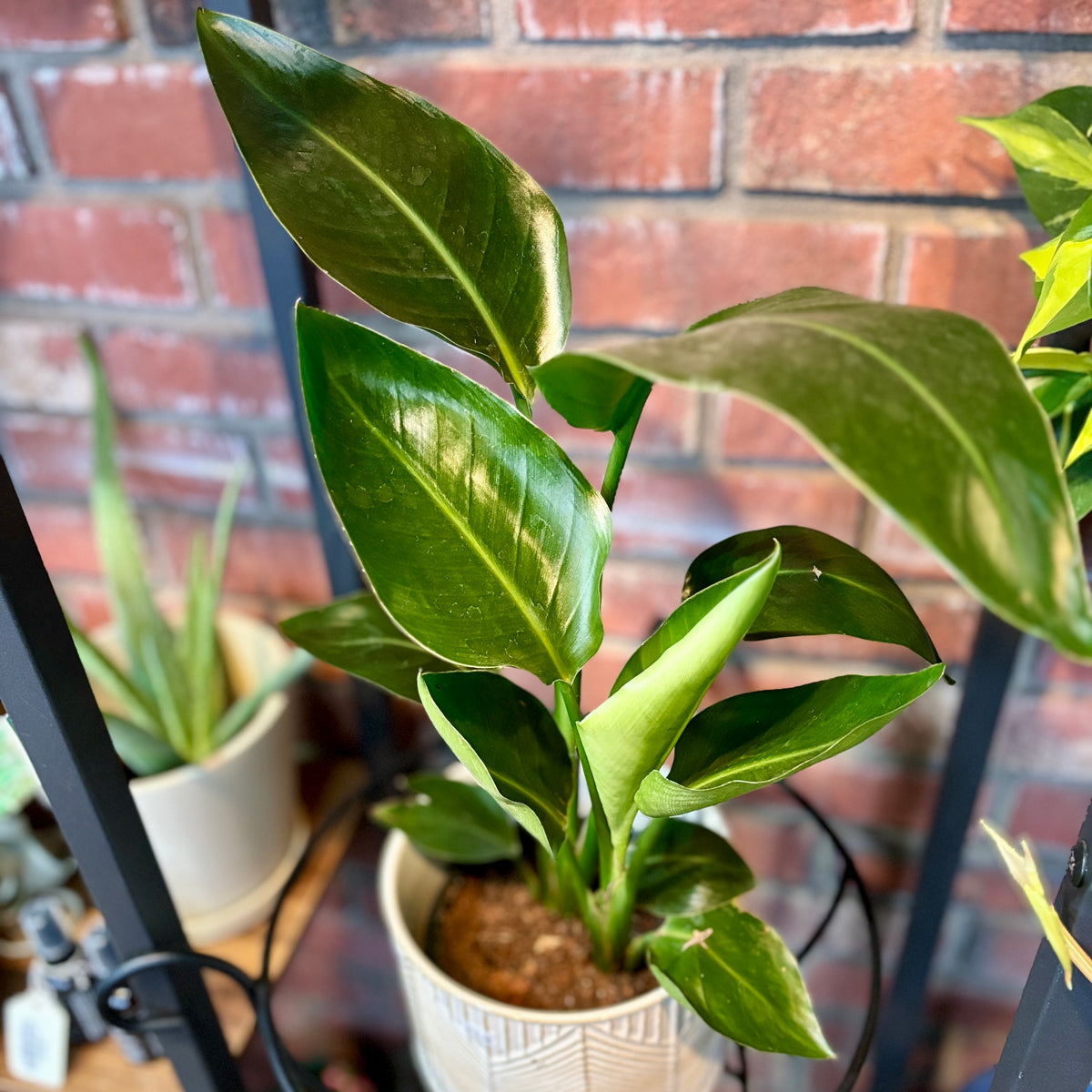Green potted tropical plant in front of a brick wall at Paisley Gardens in Northfield, MN.
