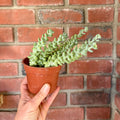 A small potted succulent plant with green trailing leaves in a terracotta-colored plastic pot, held by a hand against a red brick wall background.