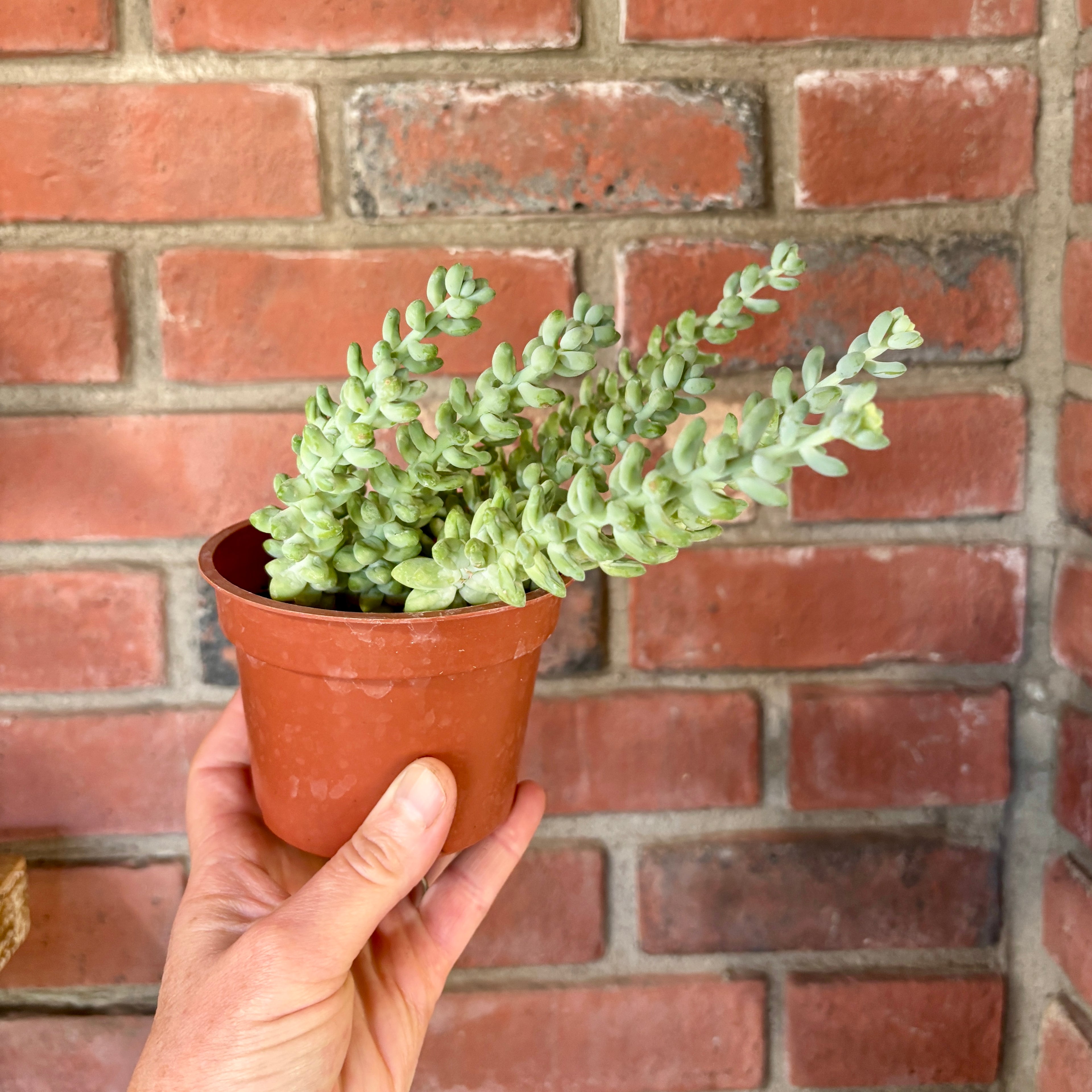 A small potted succulent plant with green trailing leaves in a terracotta-colored plastic pot, held by a hand against a red brick wall background.