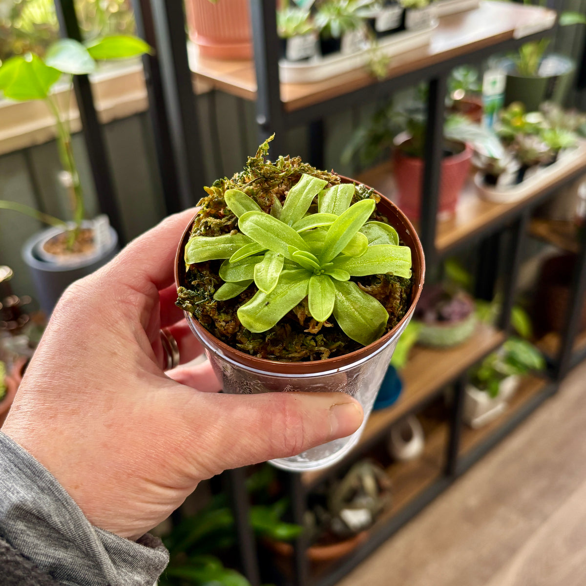 A hand holding a small green leafed carnivorous butterwort plant with other plants and shelves in the background at Paisley Gardens, Northfield, MN.