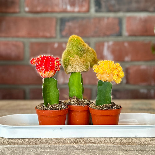 Three potted cacti with colorful flowers on a wooden surface with a brick wall background.