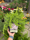 A hand holding a potted green ground cover with a picture tag featuring pink and white flowers at a garden center with other flowering plants in the background.