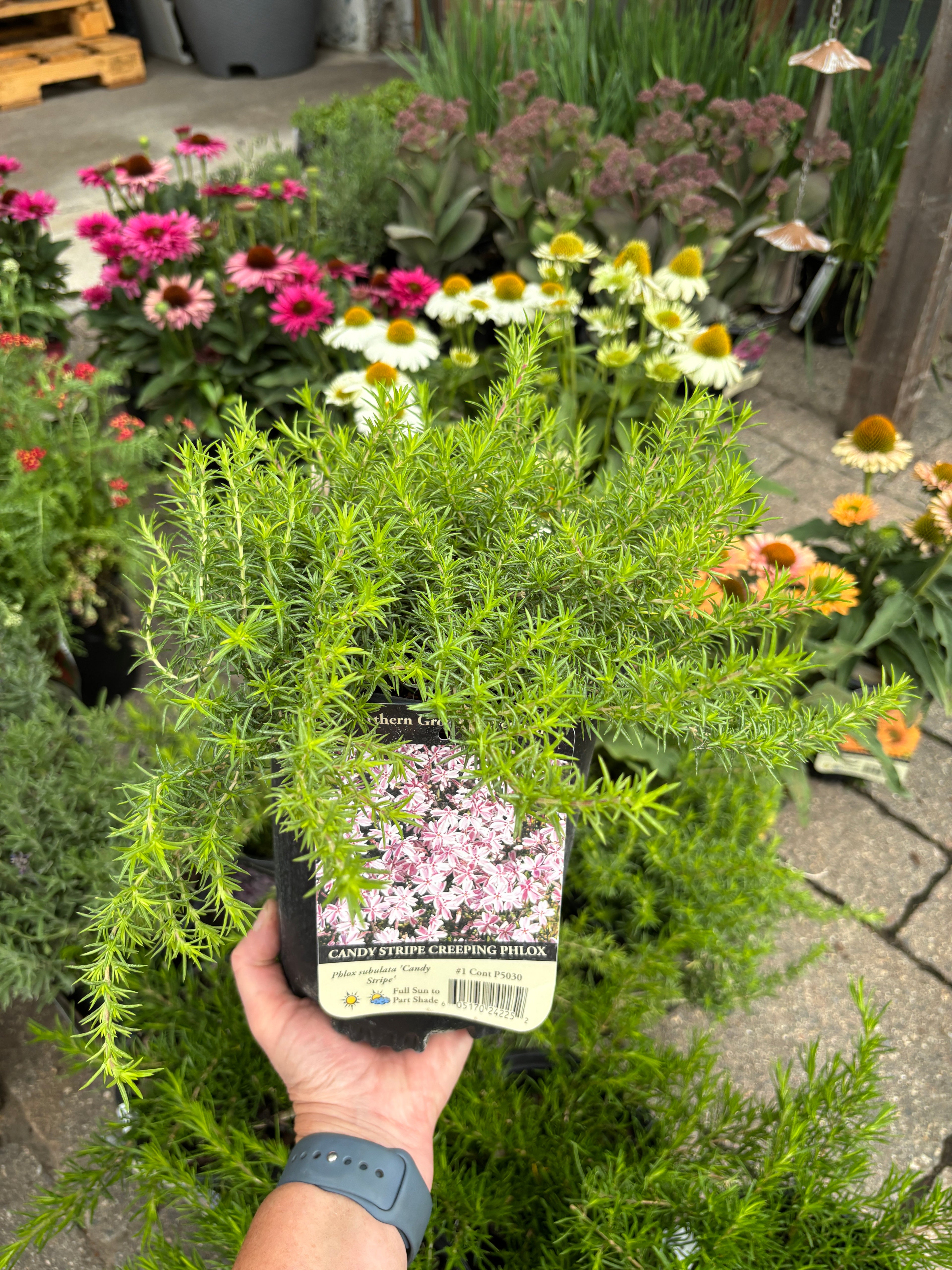 A hand holding a potted green ground cover with a picture tag featuring pink and white flowers at a garden center with other flowering plants in the background.