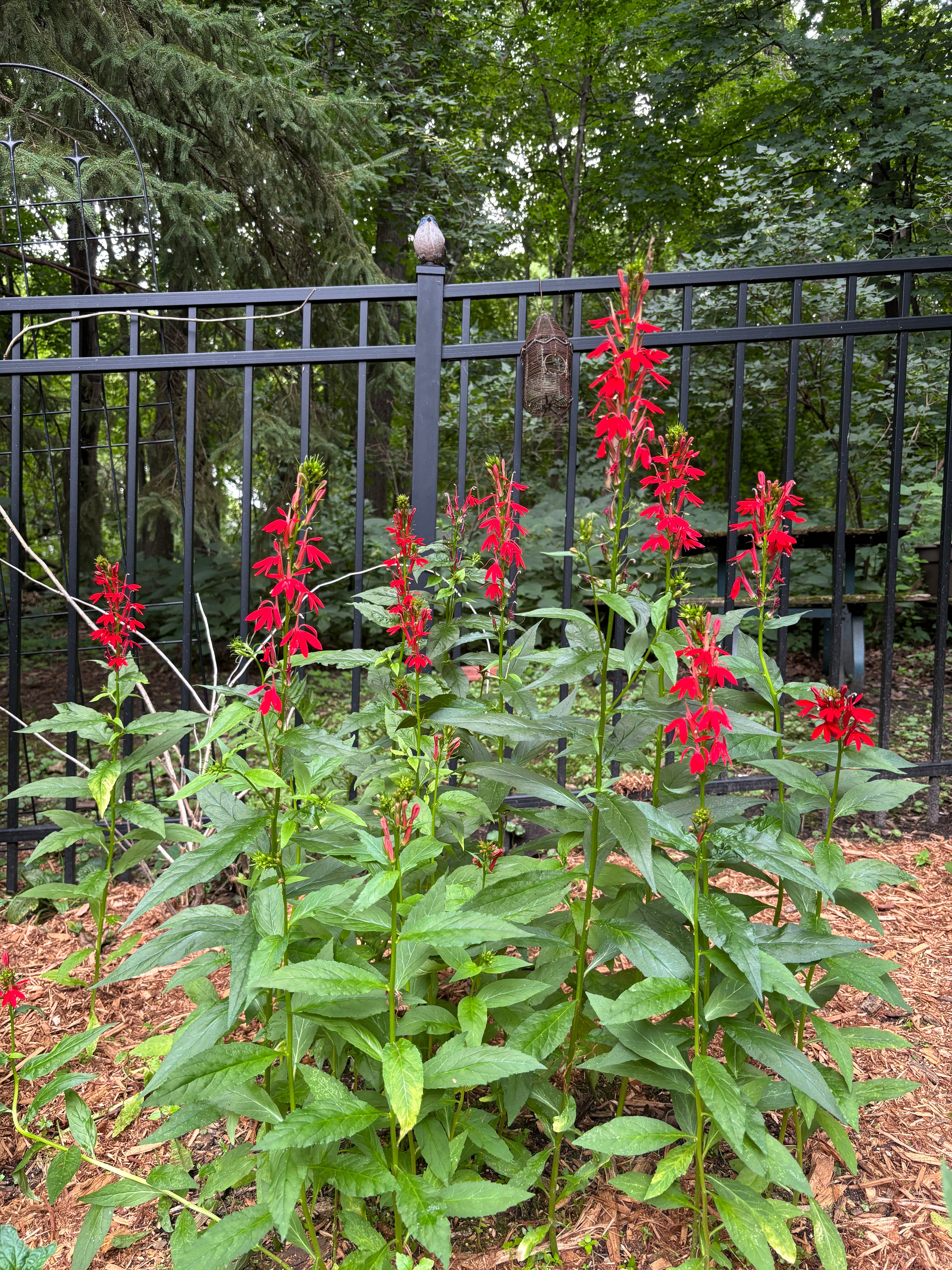 Red cardinal flowers blooming on tall green stems in a garden bed in front of a black metal fence, with trees and mulch in the background.