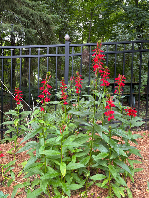Red cardinal flowers blooming on tall green stems in a garden bed in front of a black metal fence, with trees and mulch in the background.