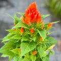 Close-up of orange celosia flowers with green leaves on a blurred background at Paisley Gardens in Northfield, MN.