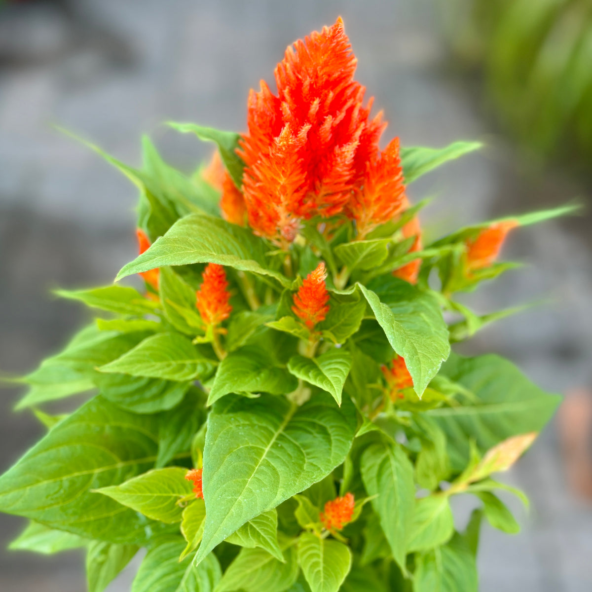 Close-up of orange celosia flowers with green leaves on a blurred background at Paisley Gardens in Northfield, MN.