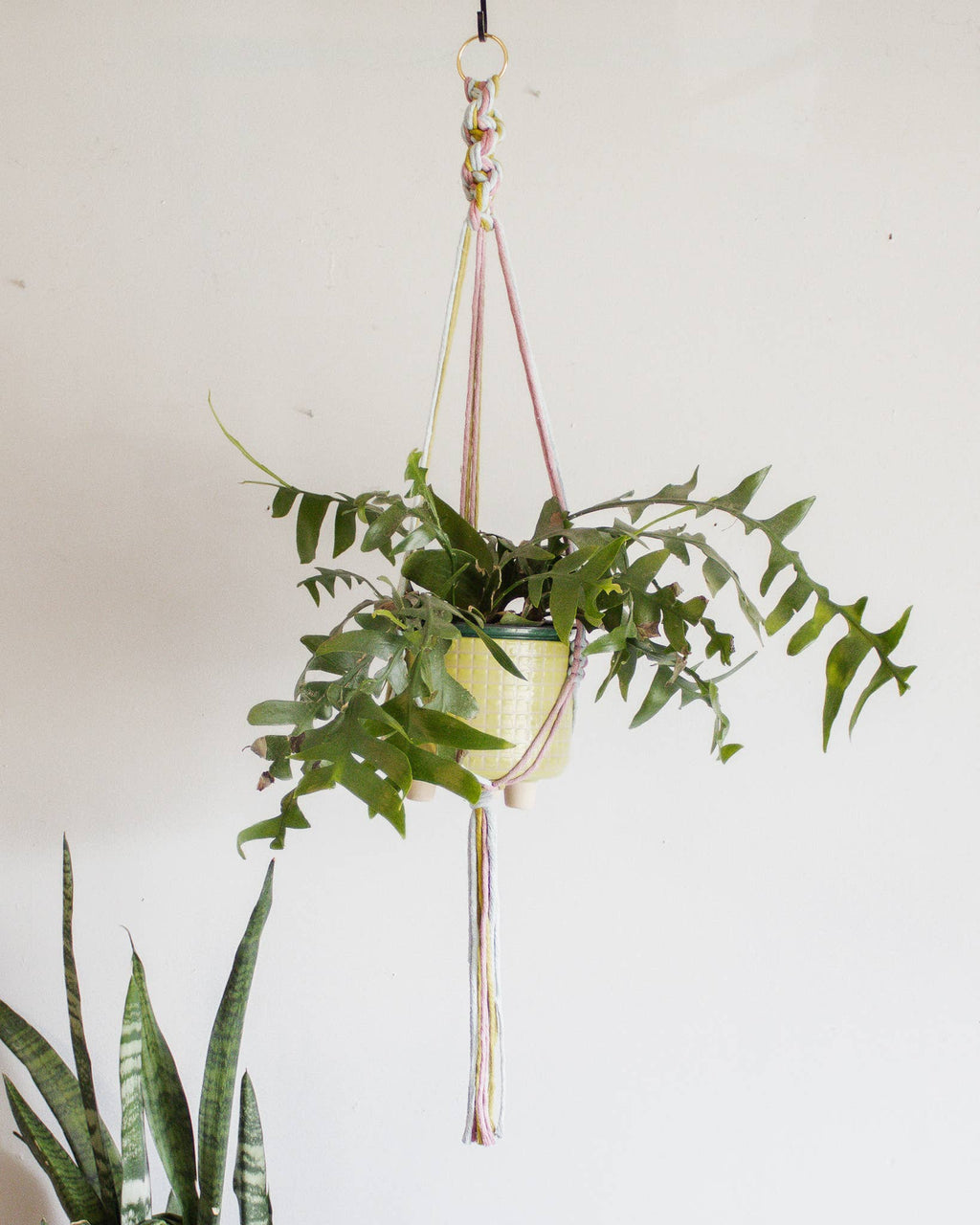 Hanging plant with green leaves sitting inside a colorful macrame holder against a plain white background at Paisley Gardens in Northfield, MN.