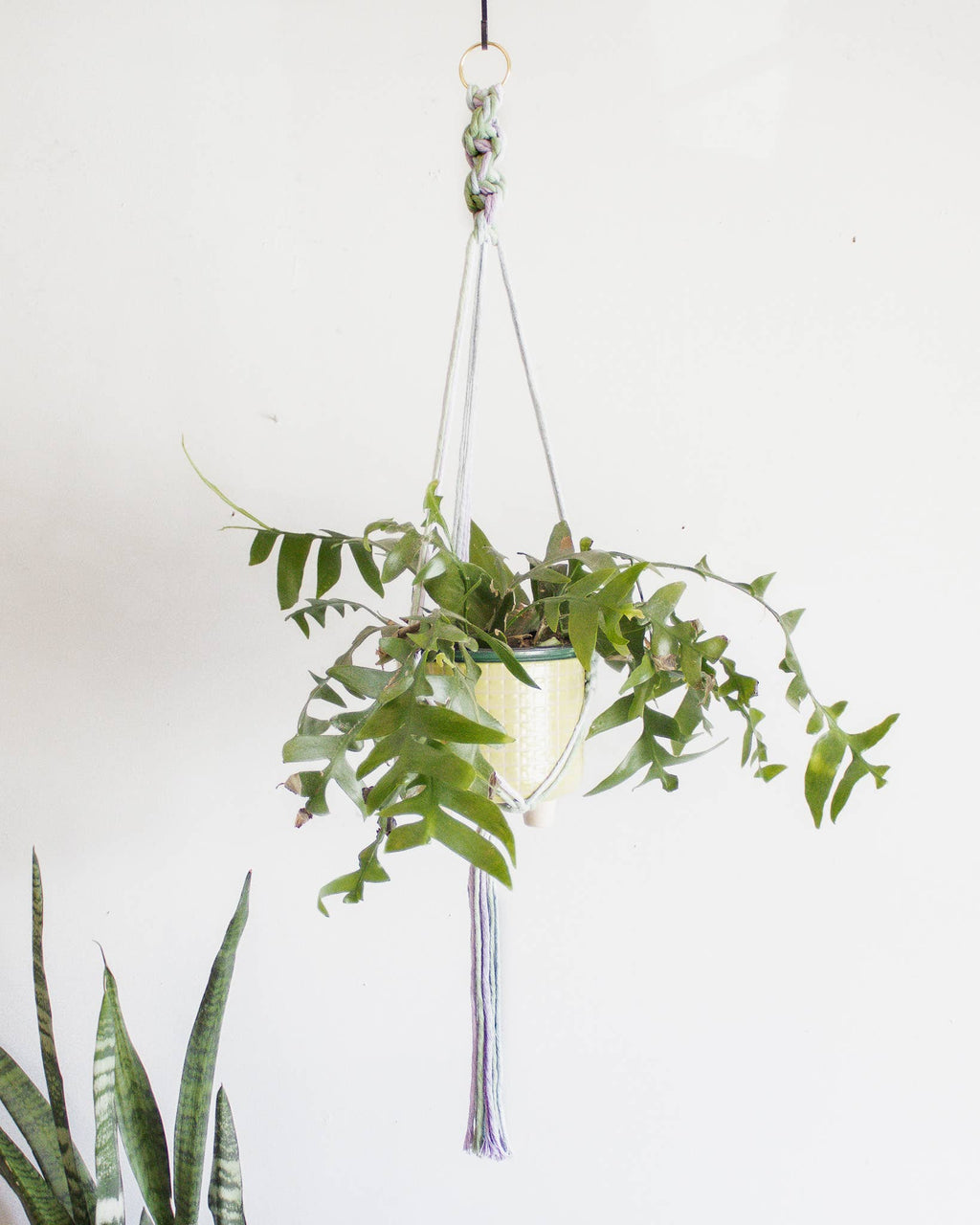 Hanging plant in a glass container with a white background at Paisley Gardens in Northfield, MN.
