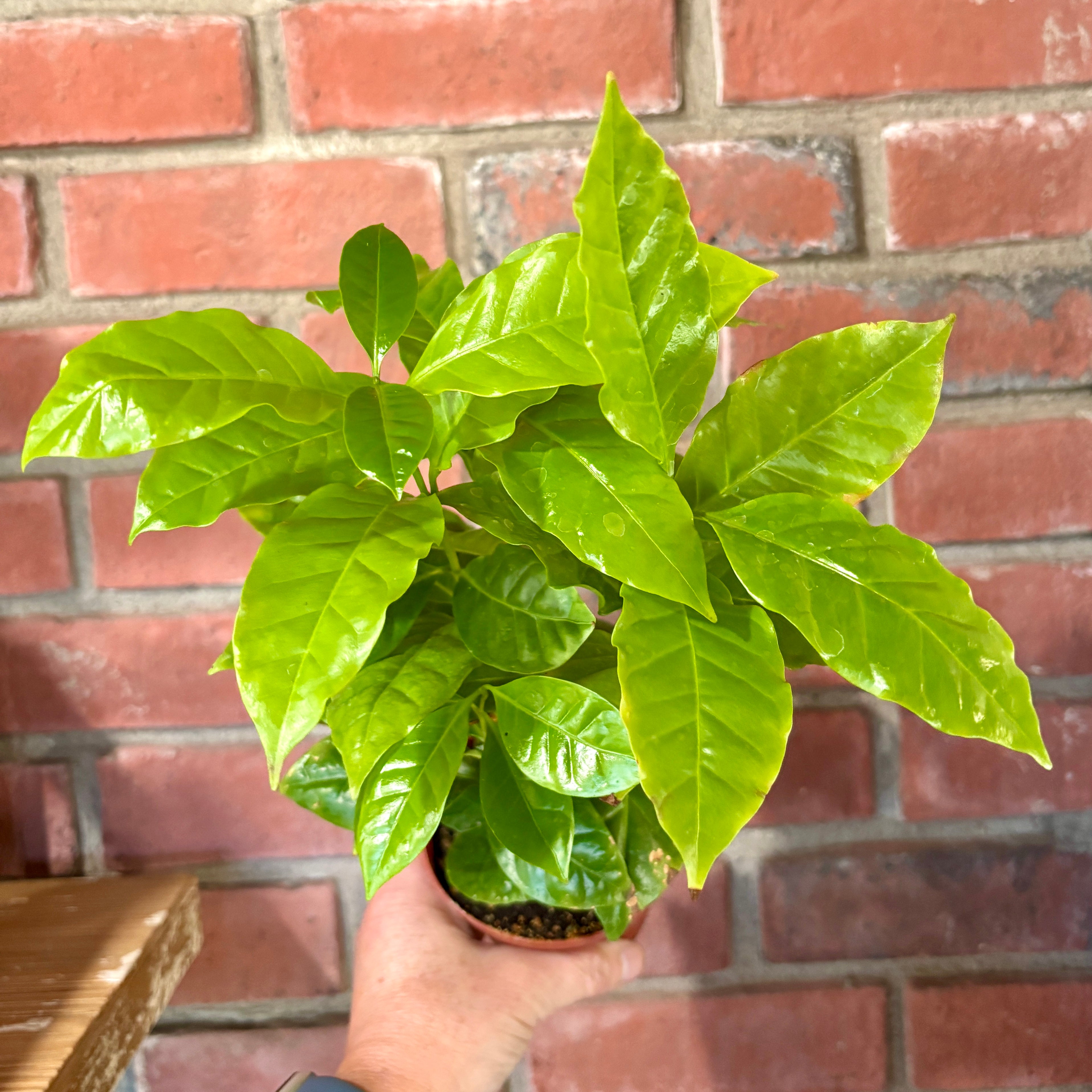 A potted green leafy plant held by a hand in front of a red brick wall background.
