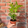 A potted green leafy plant in a small terracotta-colored plastic nursery pot, held by a hand against a red brick wall background.
