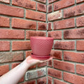 A coral pink textured ceramic pot with a matching saucer, held by a person's hand against a red brick wall background at Paisley Gardens in Northfield, MN.