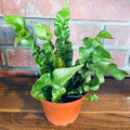 A potted green plant with wavy, ruffled leaves in a terracotta-colored plastic pot, placed on a wooden surface against a red brick wall background at Paisley Gardens in Northfield, MN.