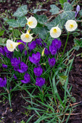 Dark purple Crocus flowers blooming with white cup shaped daffodils in a garden at Paisley Gardens in Northfield, MN.